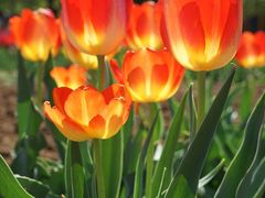 -石家庄市植物园