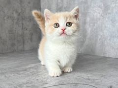 -小猫来了·猫舍(红山六九七九店)