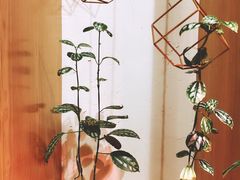 -柴务处·柴犬主题狗咖