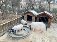 -清河半岛温泉度假酒店