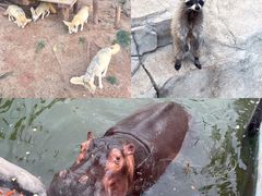 -灵玲国际马戏城