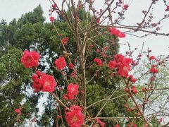 -桃花堤公园
