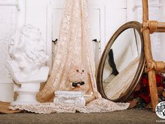 -超宠爱宠物摄影-Super pet