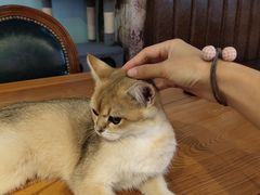-猫小院猫主题餐厅(三里屯店)