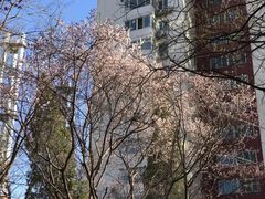 -安苑北里小区