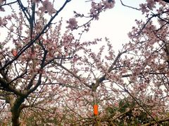 -白塘生态植物园