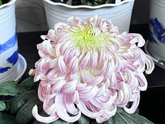 -杭州植物园