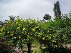 -中国科学院西双版纳热带植物园