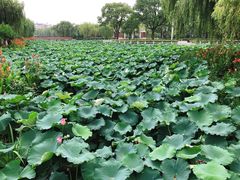 -荷花公园