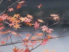 -西泠印社