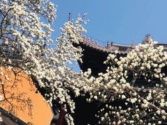 -灵谷景区