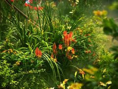 -深圳仙湖植物园
