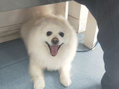 -伟伟宠物医院·CT影像中心·瑞派犬猫综合性门诊(汉口总院)
