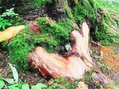 -硗碛藏寨·神木垒景区