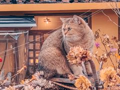 -喵屿·大理花园猫咖