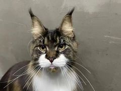 -PETKIT小佩宠物·低压洗护(国顺东路店)