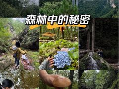 -牛背梁国家森林公园