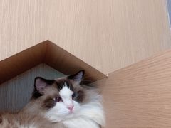 -CAT’S MEWSTAR CAFE·喵星球猫屋(晴湾咖啡店)