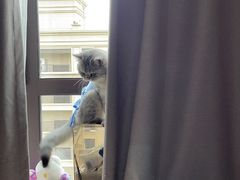 -伟伟宠物医院·CT影像中心·瑞派犬猫综合性门诊(汉口总院)