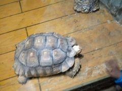 -石家庄市动物园