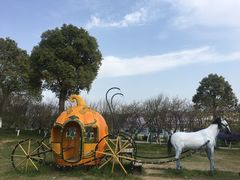 -杭州湾海上花田景区