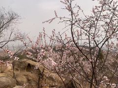 -白水寺森林公园