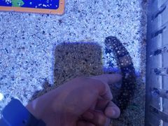 -暹罗海洋世界