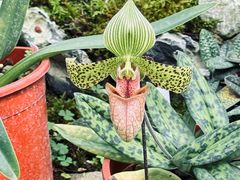 -国家植物园南园