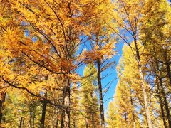 -塞罕坝国家级自然保护区