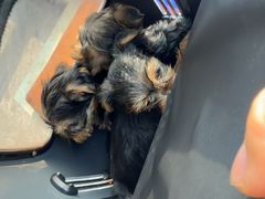 -芭比堂动物医院·CT·微创中心(新顺分院)