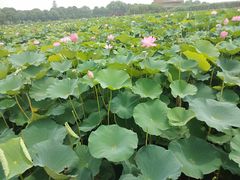 -荷塘月色湿地公园·向阳花洲