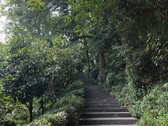 -十八棵（老龙井）御茶园(老龙井店)