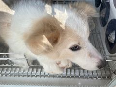 -宠颐生动物医院·心脏科·保险定点(锦阳分院)