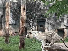 -重庆市奥林匹克体育中心-游泳跳水馆