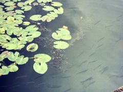 -西湖外事游船(花港观鱼码头)