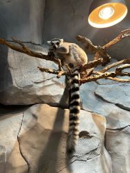 -Zoolung Zoolung动物主题公园(海信广场店)