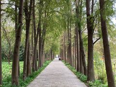 -上海滨江森林公园