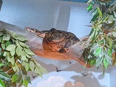 -石家庄市动物园