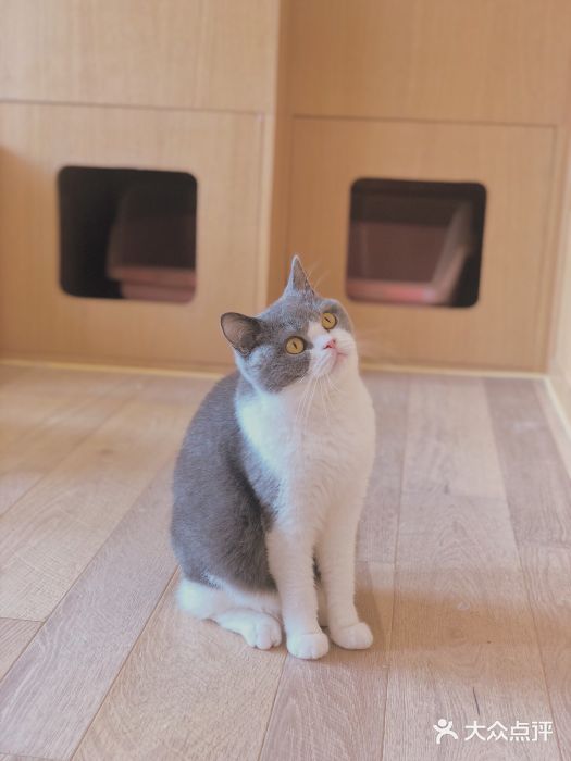 CAT’S MEWSTAR CAFE·喵星球猫屋(晴湾咖啡店)图片