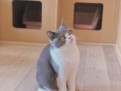 -CAT’S MEWSTAR CAFE·喵星球猫屋(晴湾咖啡店)
