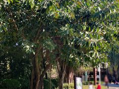 -深圳国际园林花卉博览园