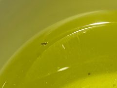 -大鹏饭店·金陵家宴(奥体中心店)