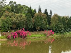 -东莞市大岭山森林公园