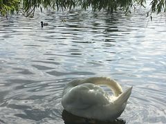 -海德公园