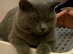 -猫咪派对(江南西店)