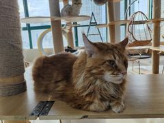 -蓝鲸·缅因猫舍