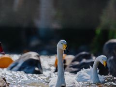 -上海野生动物园