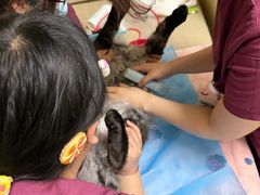 -美联众合动物医院·24h转诊中心