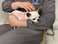 -北京派仕佳德动物医院·超导核磁·CT·神经科·骨科·内外科·急重症管理中心