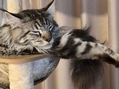 -佳雯宠物医院·皮肤科·内外科(春晓路分院)